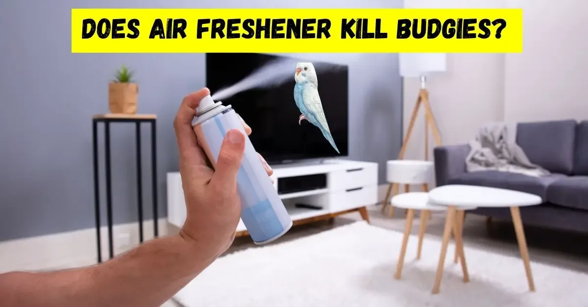 Does Air Freshener Kill Budgies?