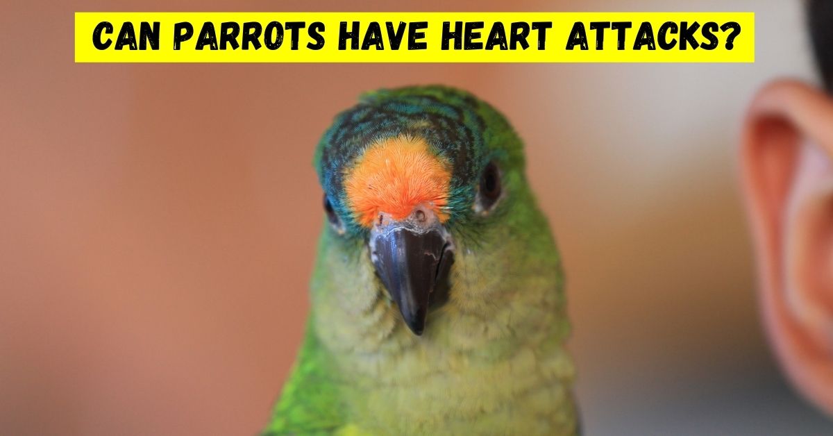 can parrots have heart attacks