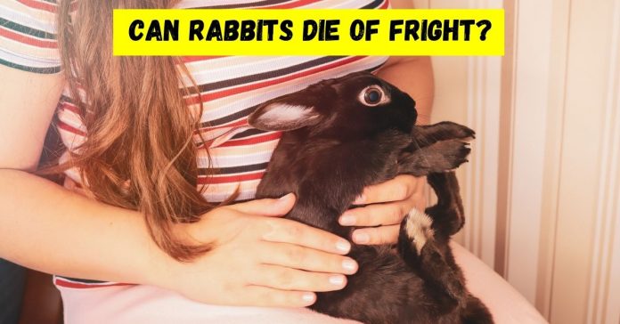 can rabbits die of fright