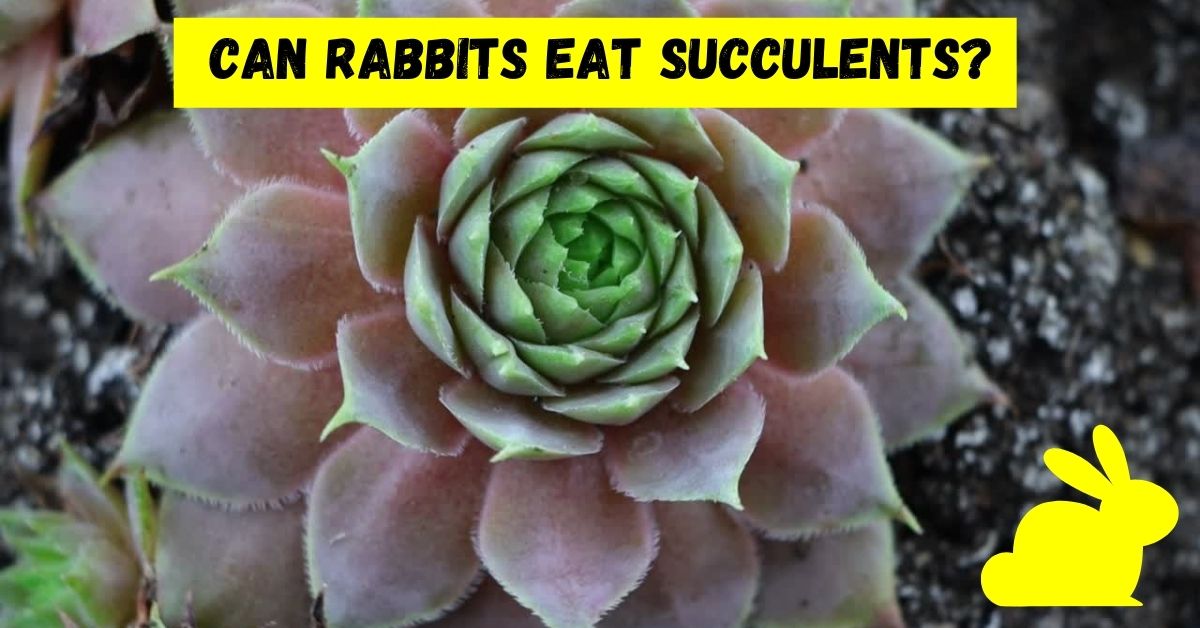 can rabbits eat succulents