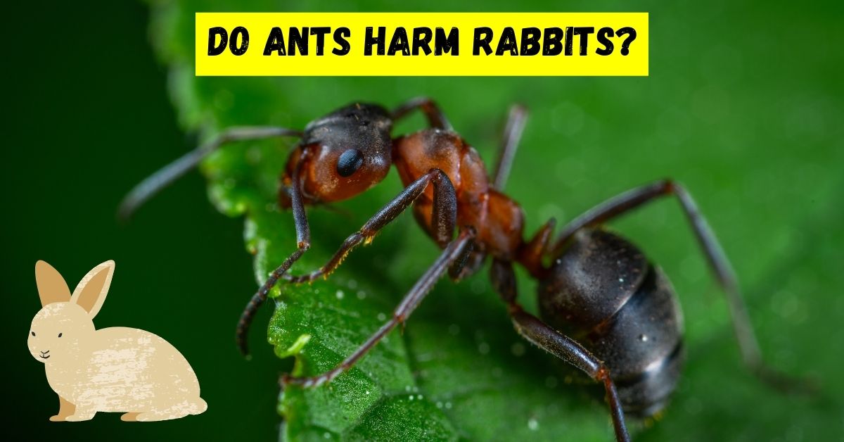 do ants harm rabbits