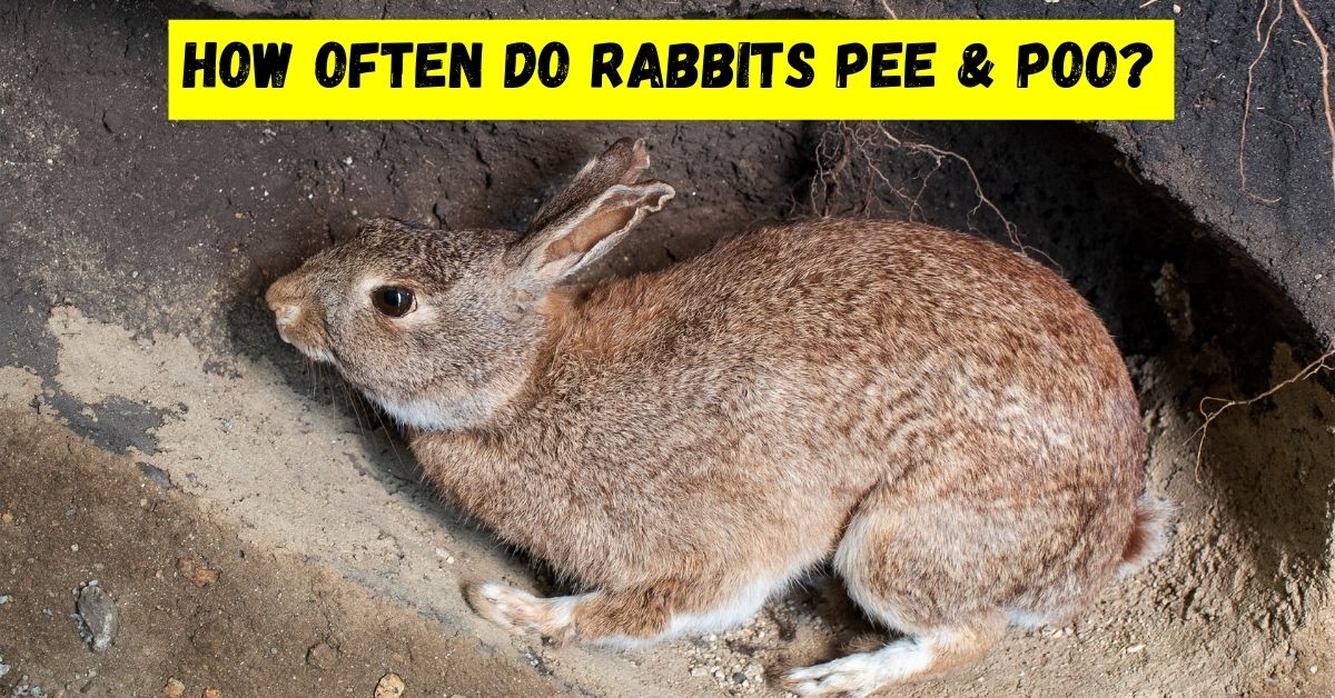how often do rabbits pee and poo
