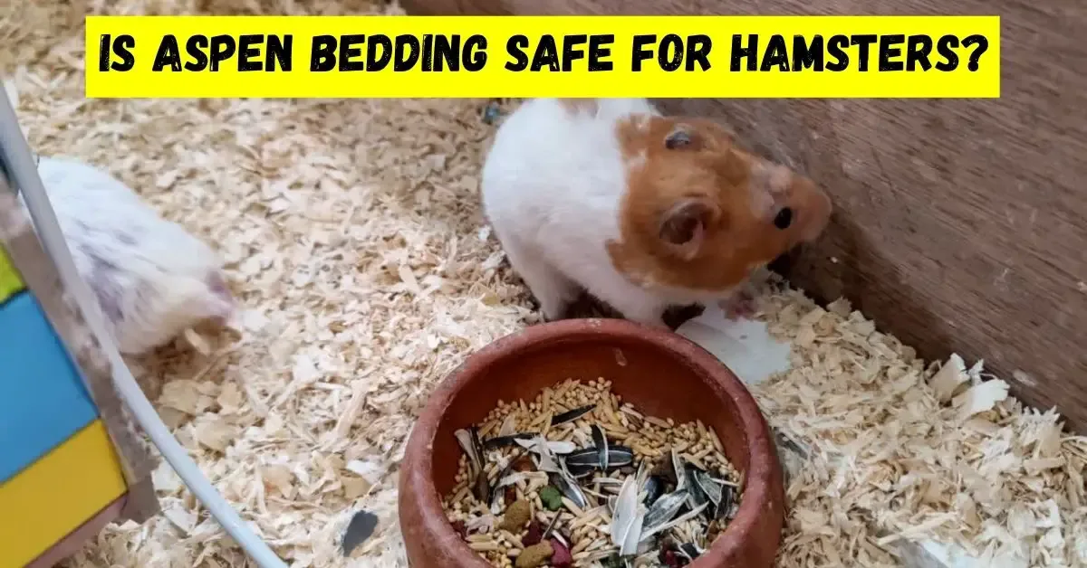 is aspen bedding safe for hamsters?