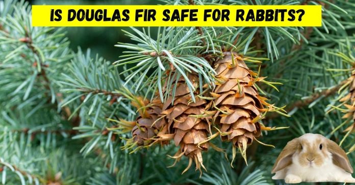 is douglas fir safe for rabbits?