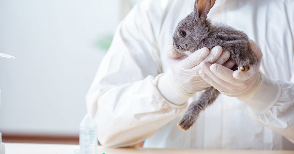 poisoning in rabbits