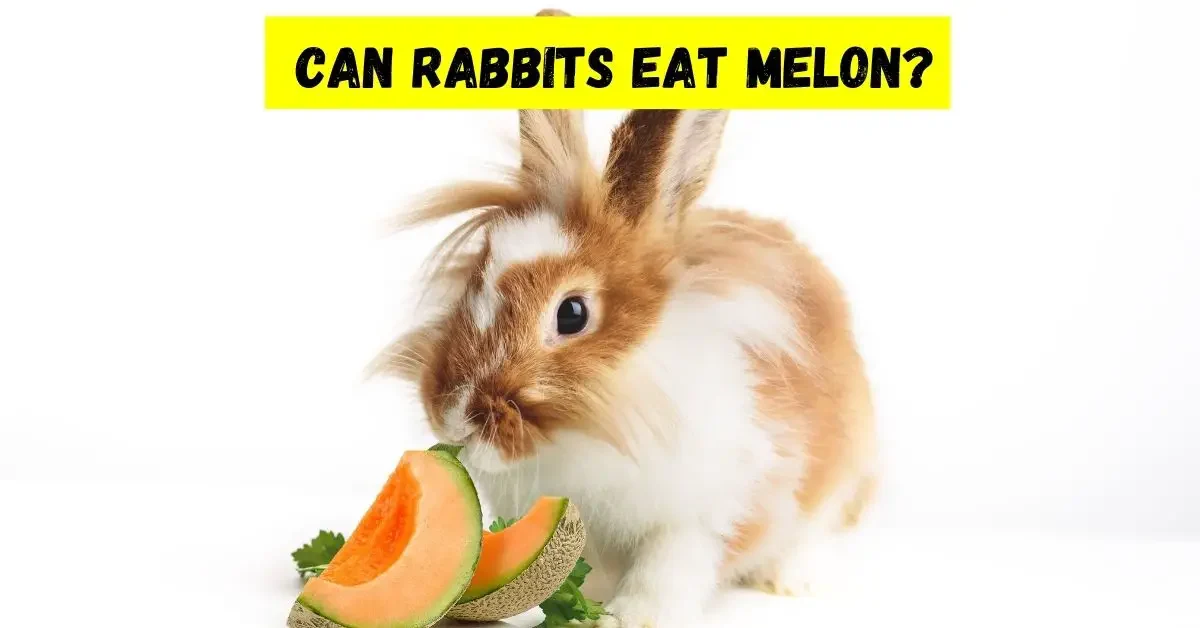 Can Rabbits Eat Melon