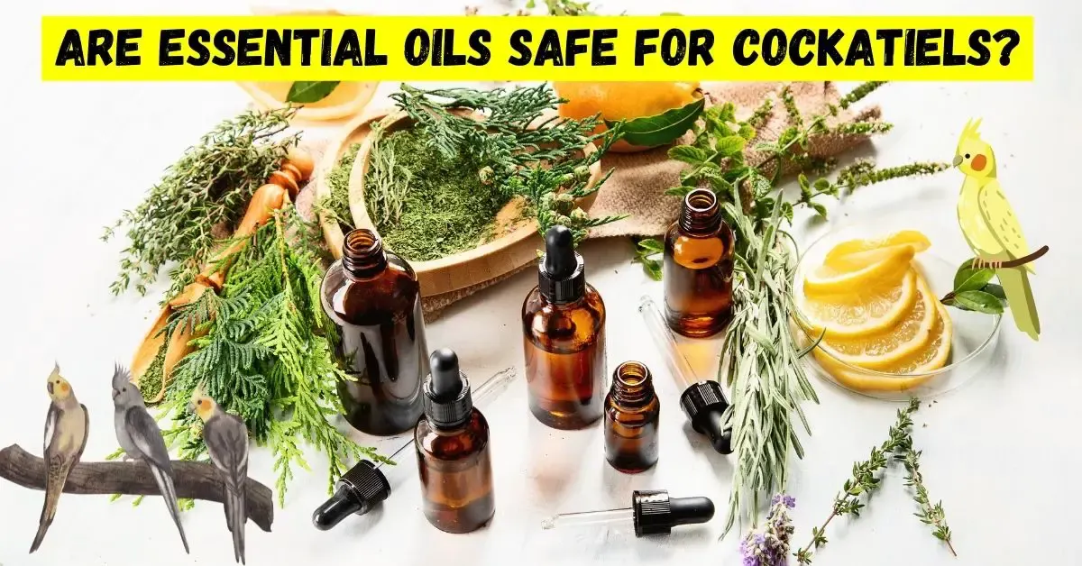 are essential oils safe for cockatiels