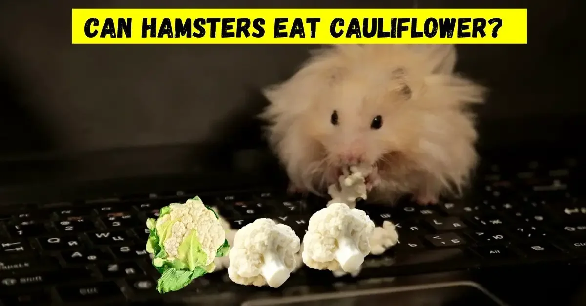 can hamsters eat cauliflower