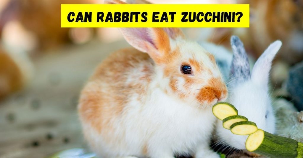 can rabbits eat zucchini