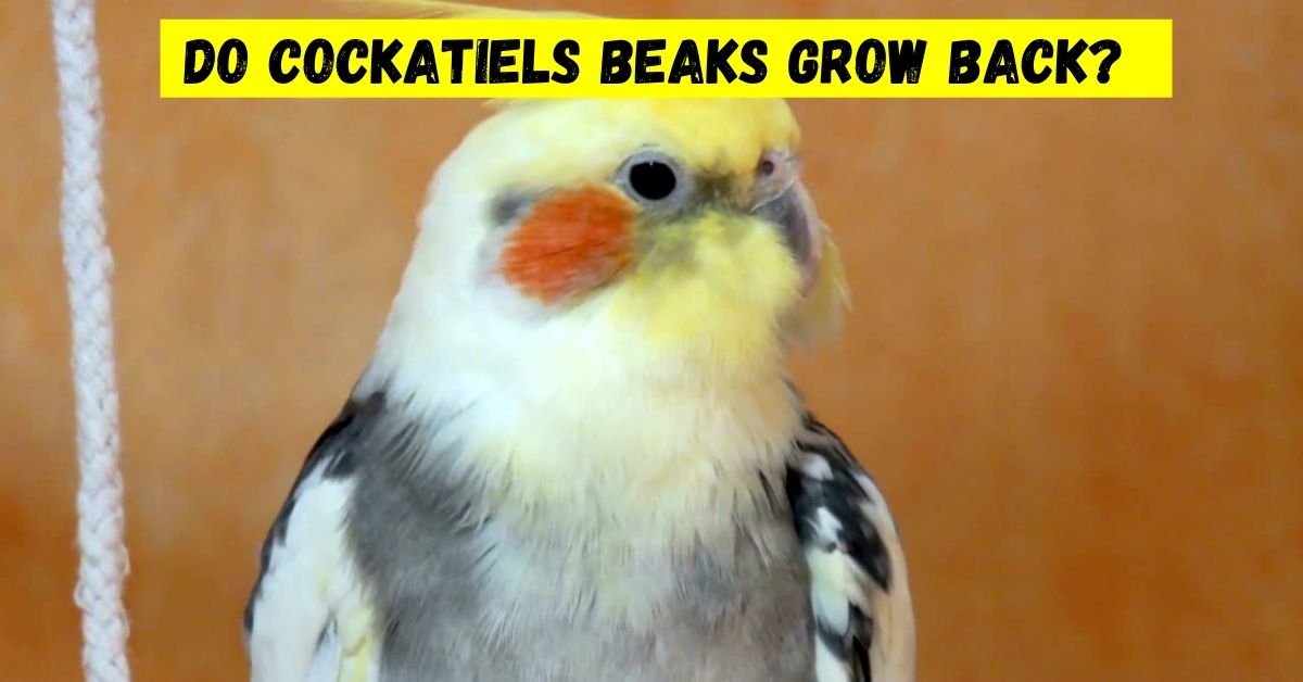 do cockatiels beaks grow back