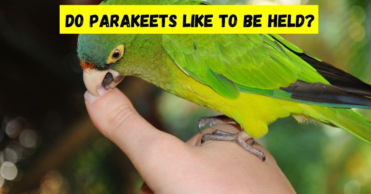 do parakeets like to be held