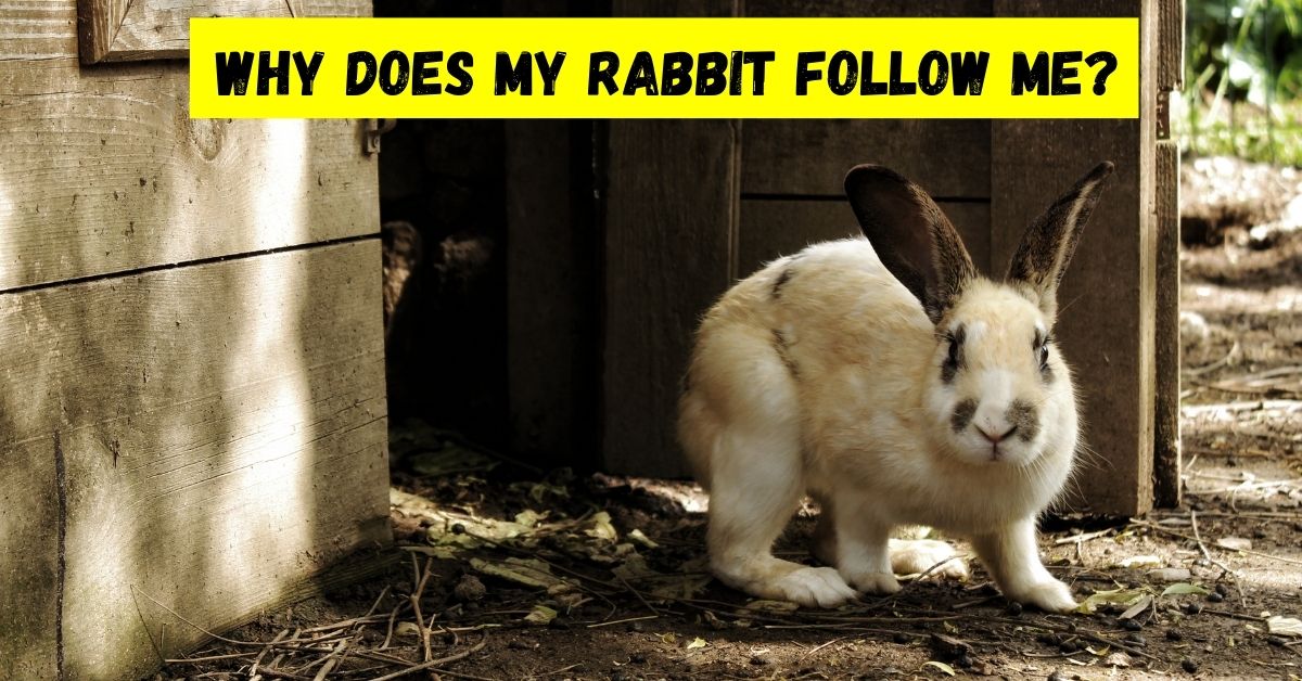 why does my rabbit follow me