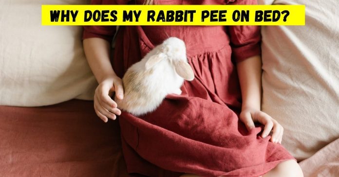 why does my rabbit pee on bed