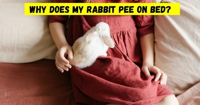 why does my rabbit pee on bed