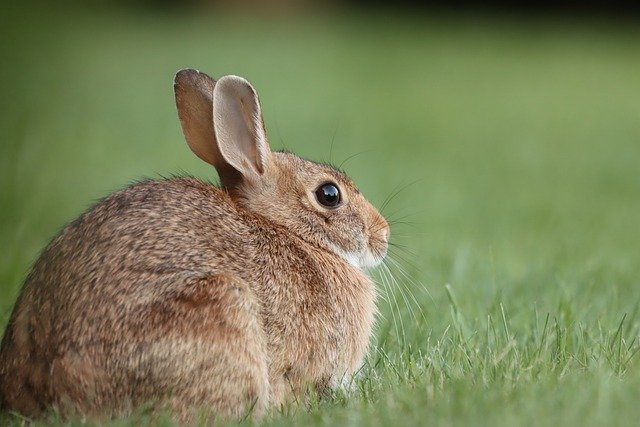 Do wild rabbits change color in the winter