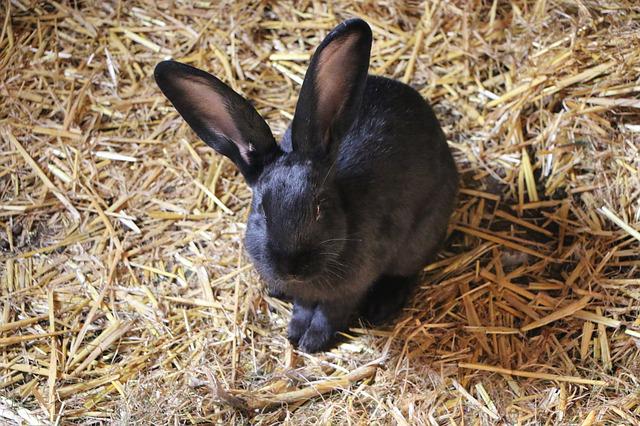 Rabbit sitting on hay
