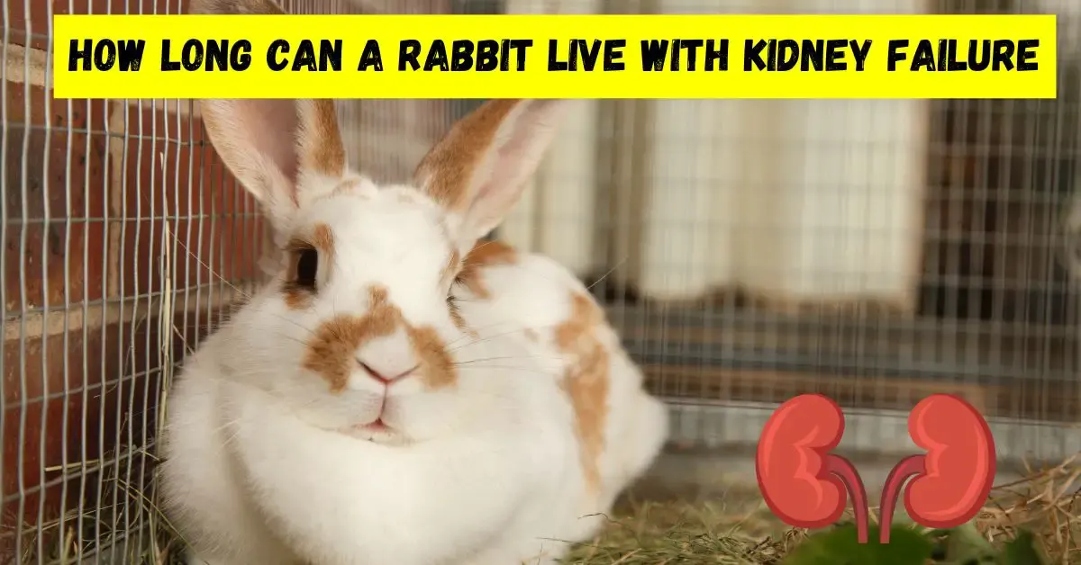 How Long Can A Rabbit Live With Kidney Failure
