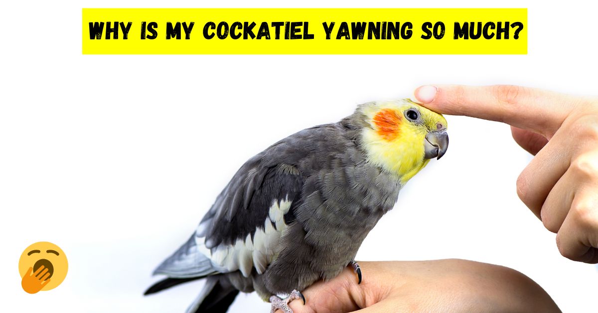 Why Is My Cockatiel Yawning So Much