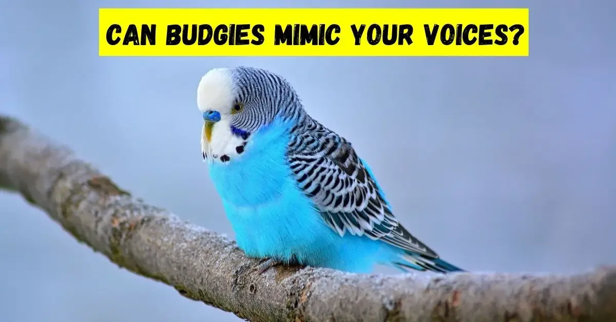 can budgies mimic your voices