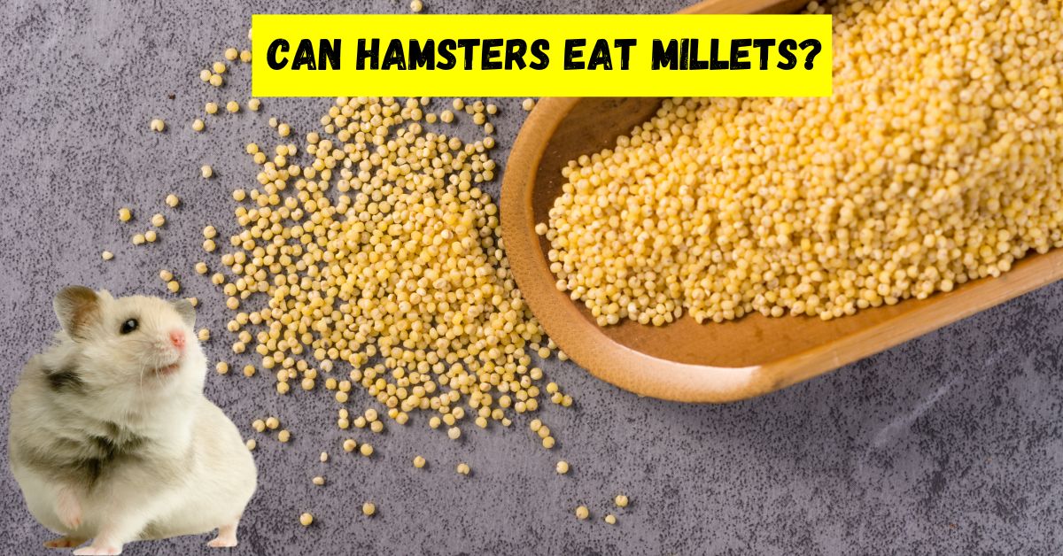 can hamsters eat millets