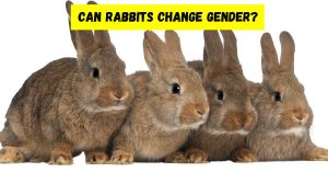Can Rabbits Change Gender? (Honest Answer) - Petsmond