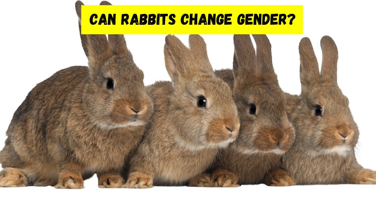 can rabbits change gender