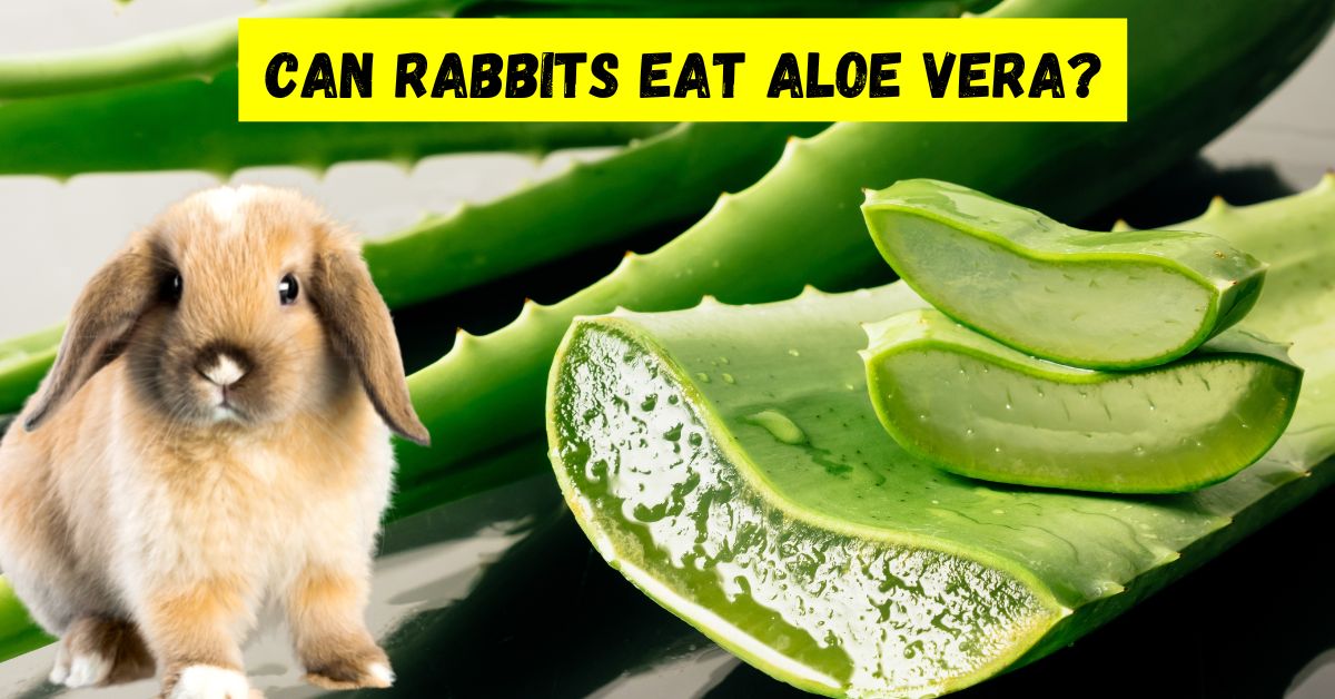 can rabbits eat aloe vera