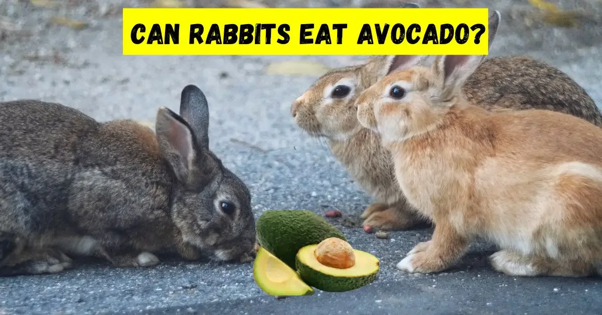 can rabbits eat avocado
