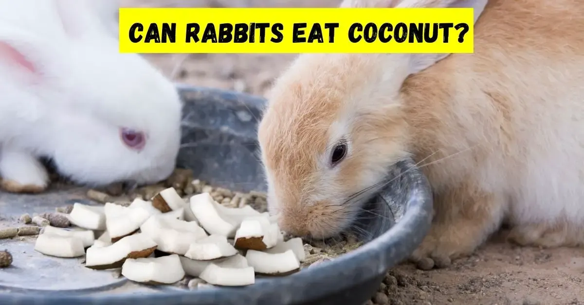 can rabbits eat coconut
