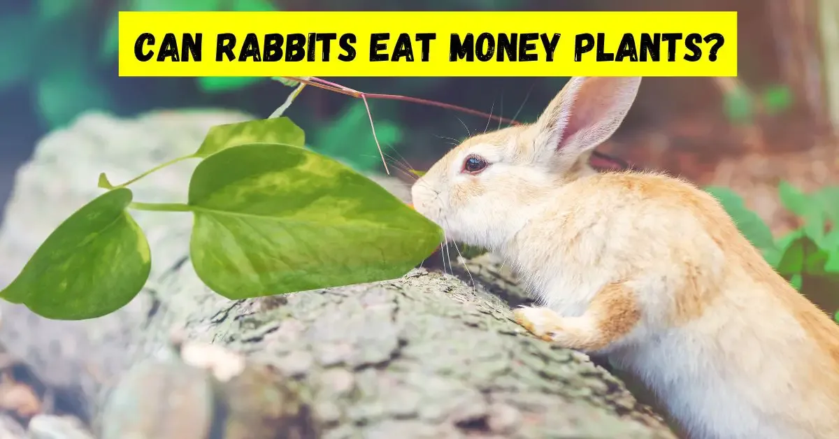can rabbits eat money plants