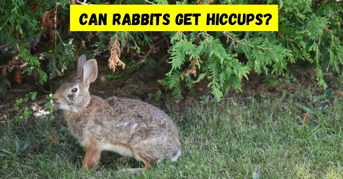 can rabbits get hiccups