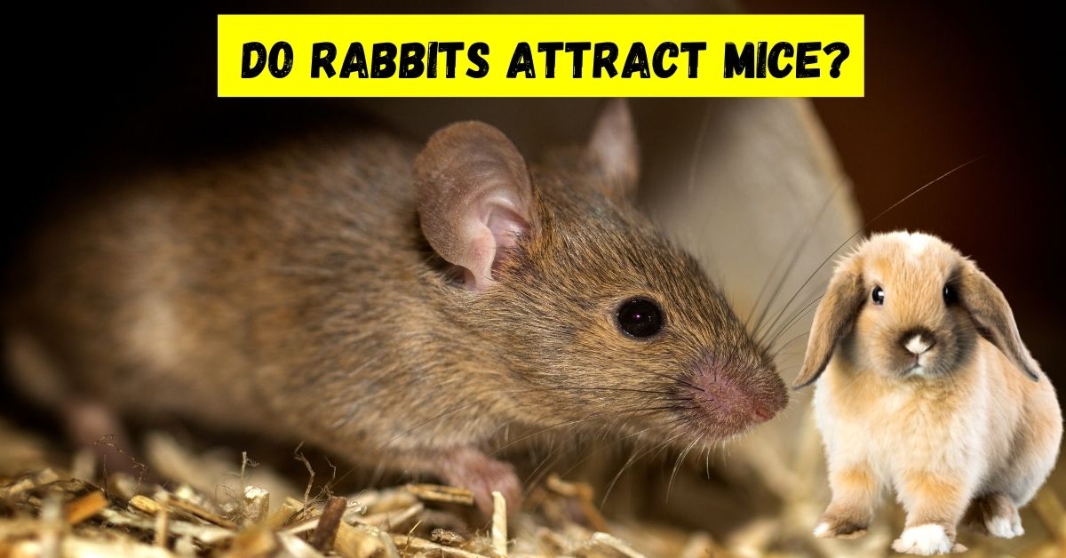 do rabbits attract mice