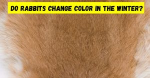 Do Rabbits Change Color In Winter (When To Worry?) - Petsmond