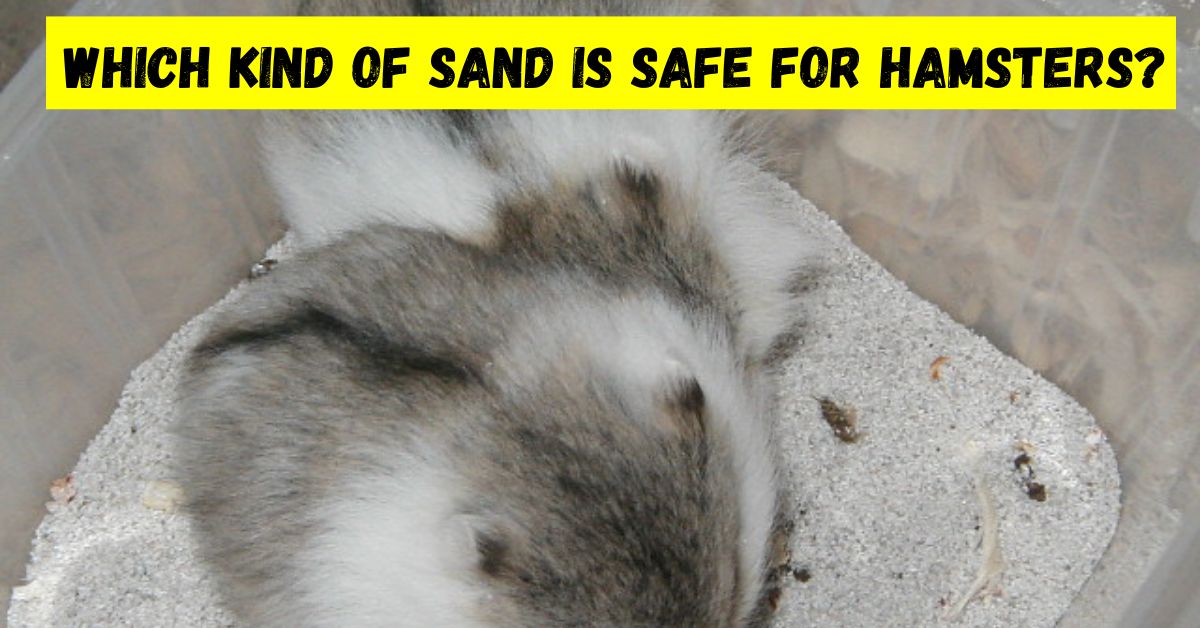 which kind of sand is safe for hamsters
