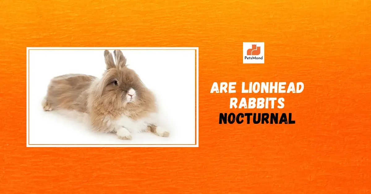 Are Lionhead Rabbits Nocturnal