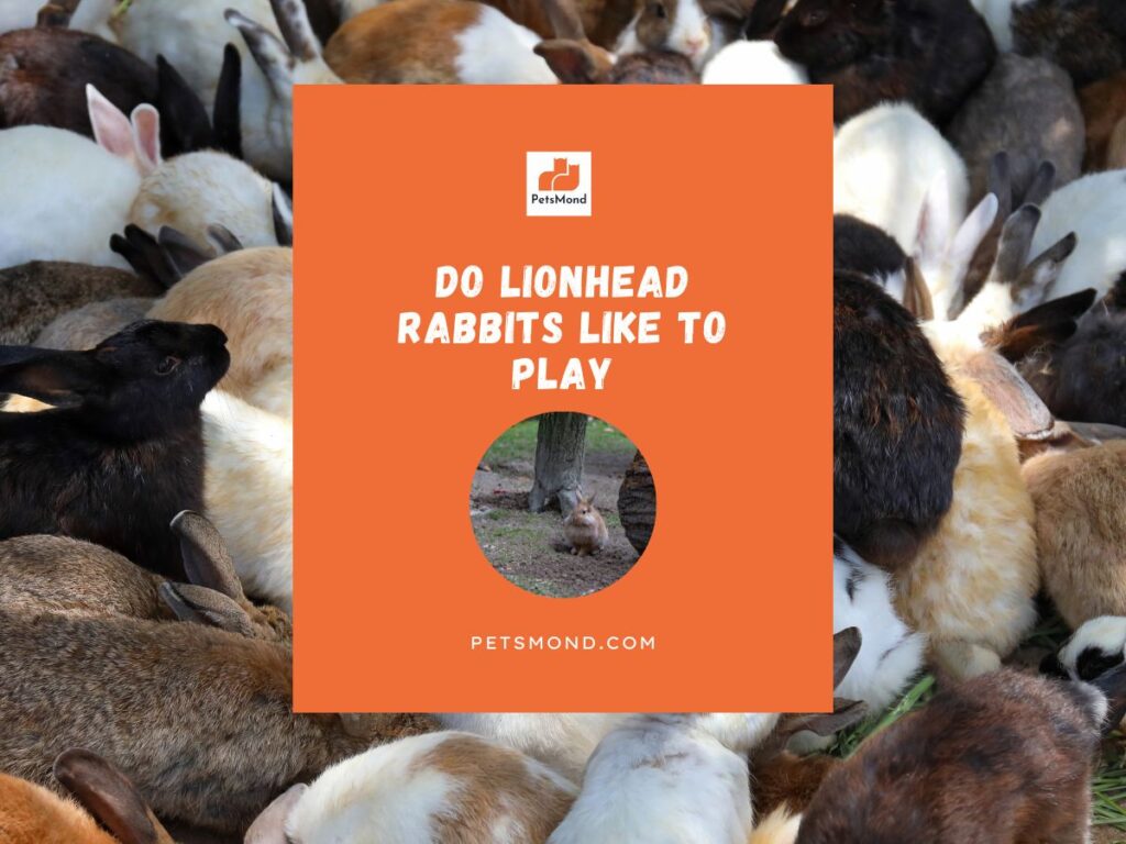 Do lionhead rabbits like to play