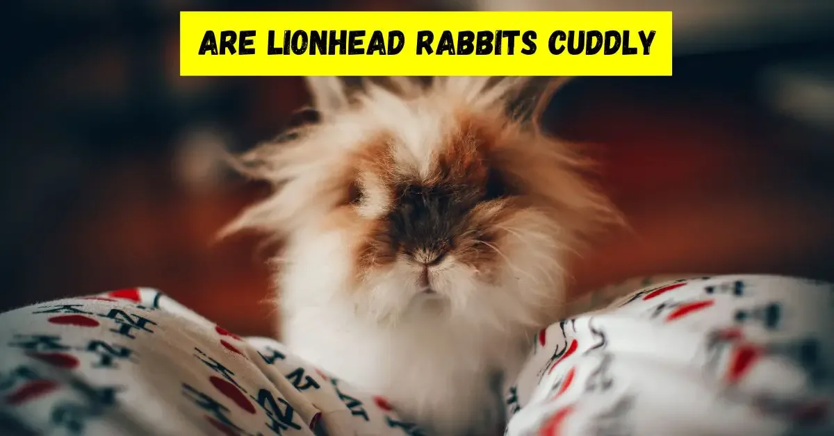 Are Lionhead Rabbits Cuddly