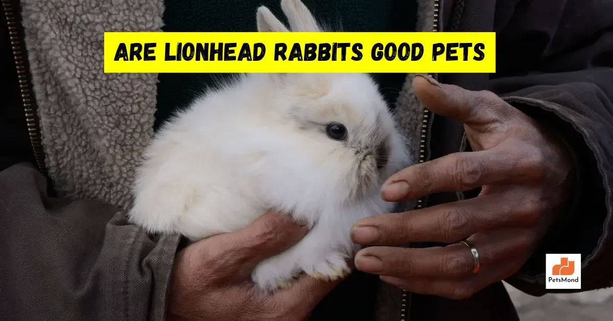 Are Lionhead Rabbits Good Pets
