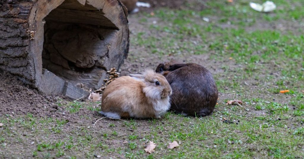 Lionhead rabbit as a group