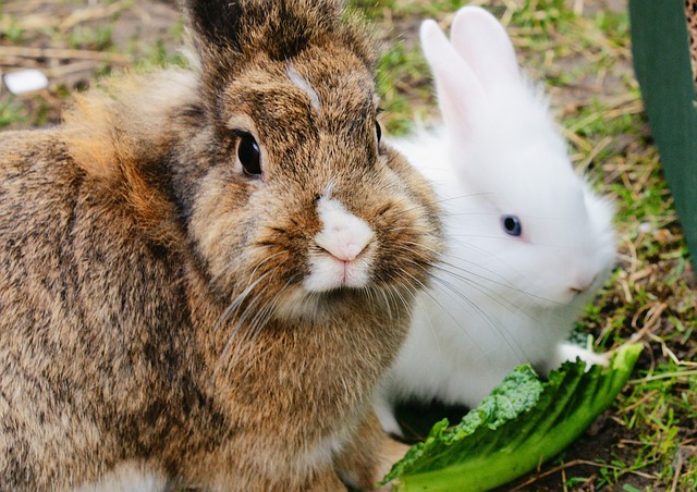 USDA Approves Vital Rabbit Disease Vaccine (Pet Owners Alert!)