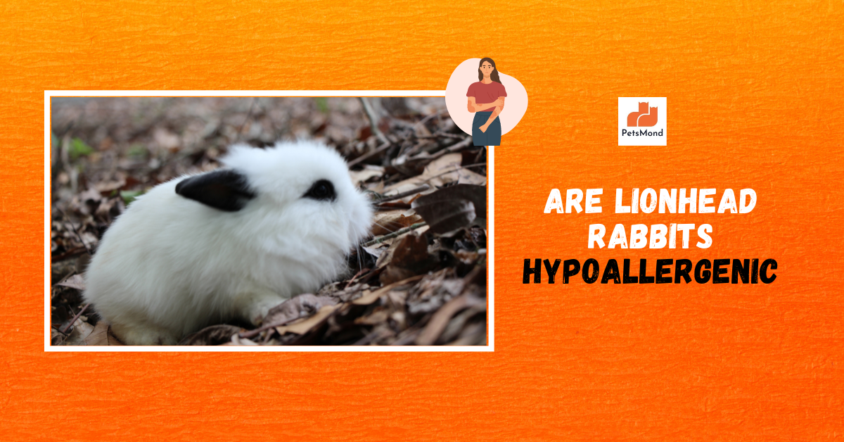 Are Lionhead Rabbits Hypoallergenic