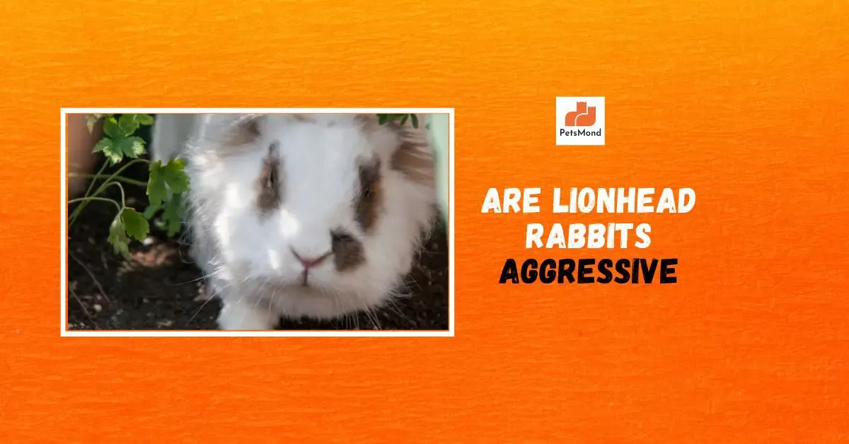 Are Lionhead Rabbits aggressive