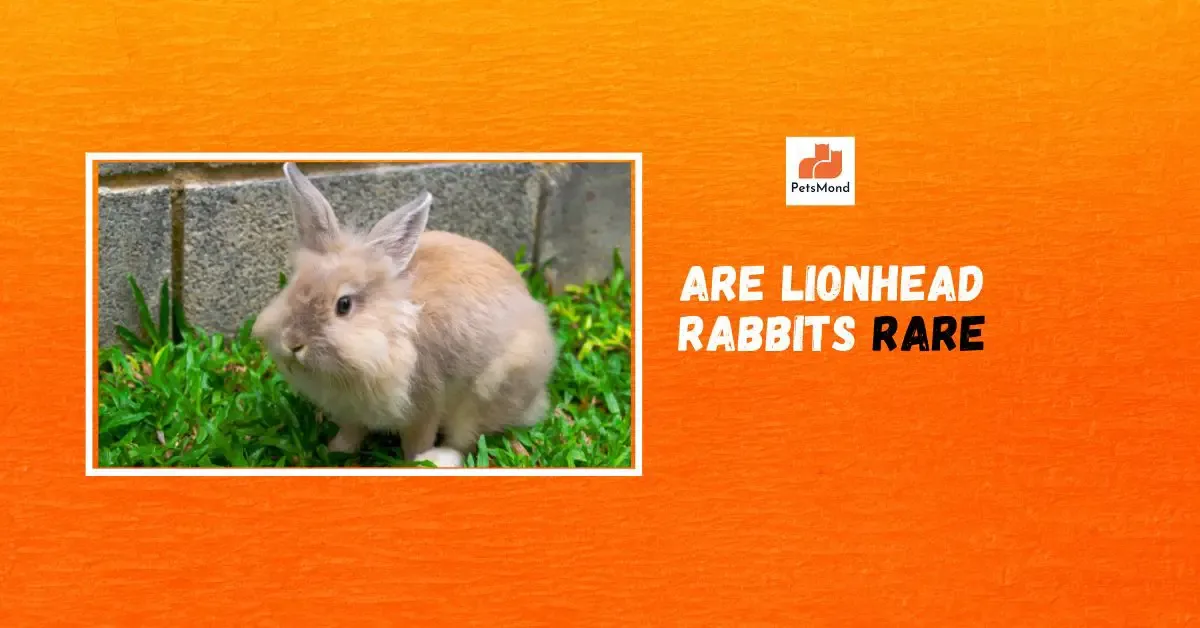 Are Lionhead Rabbits rare