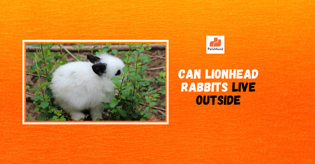 Can Lionhead Rabbits Live Outside