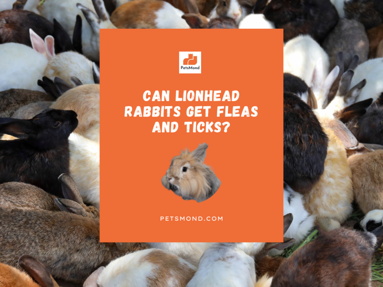 Can Lionhead Rabbits Get Fleas & Ticks (My Flea Prevention Method Revealed)