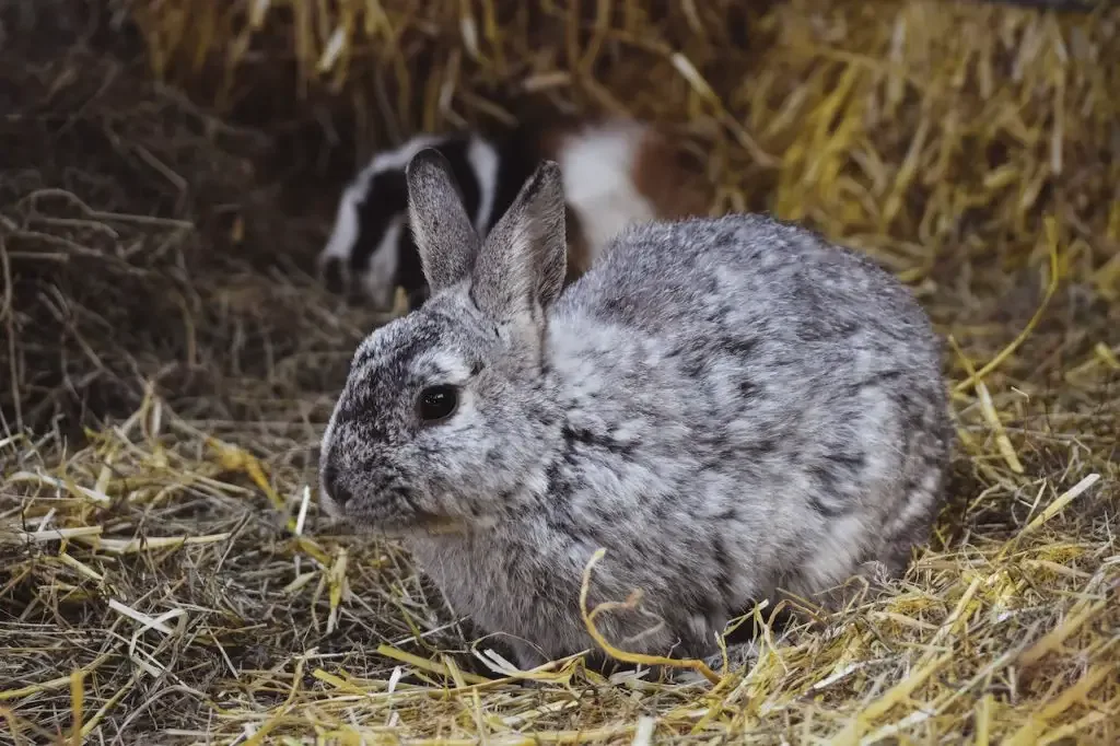 Flea in Rabbit hay 