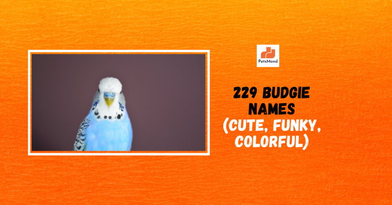 Budgie Names (229 Male, Female, Color-based, Cute Names)