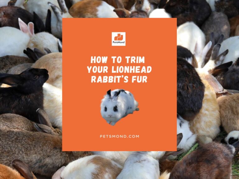 The Step By Step Guide To Trim Your Lionhead Rabbit’s Fur (Don’t Miss!)