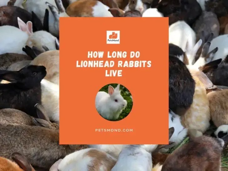 How long do lionhead rabbits live