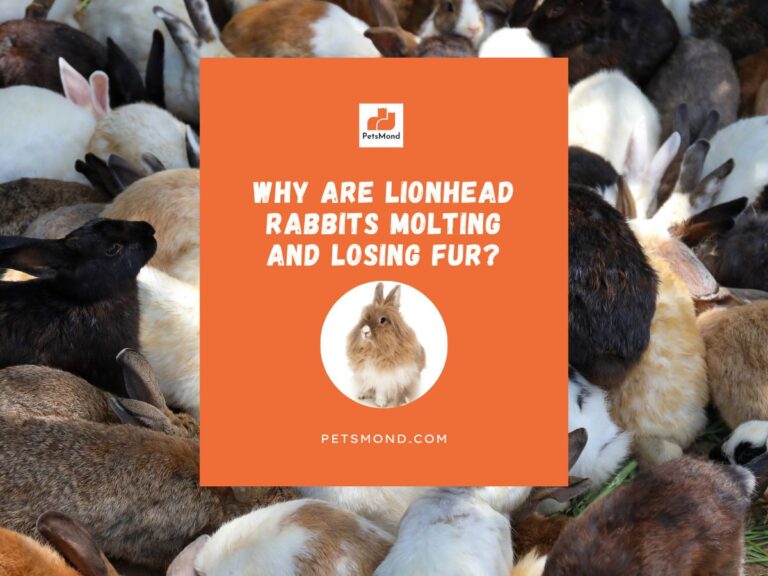 12 Reasons Your Lionhead Rabbit Is Molting and Losing Fur (Easy Solutions!)